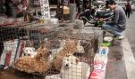 Did HSUS Let Dogs Suffer in China?