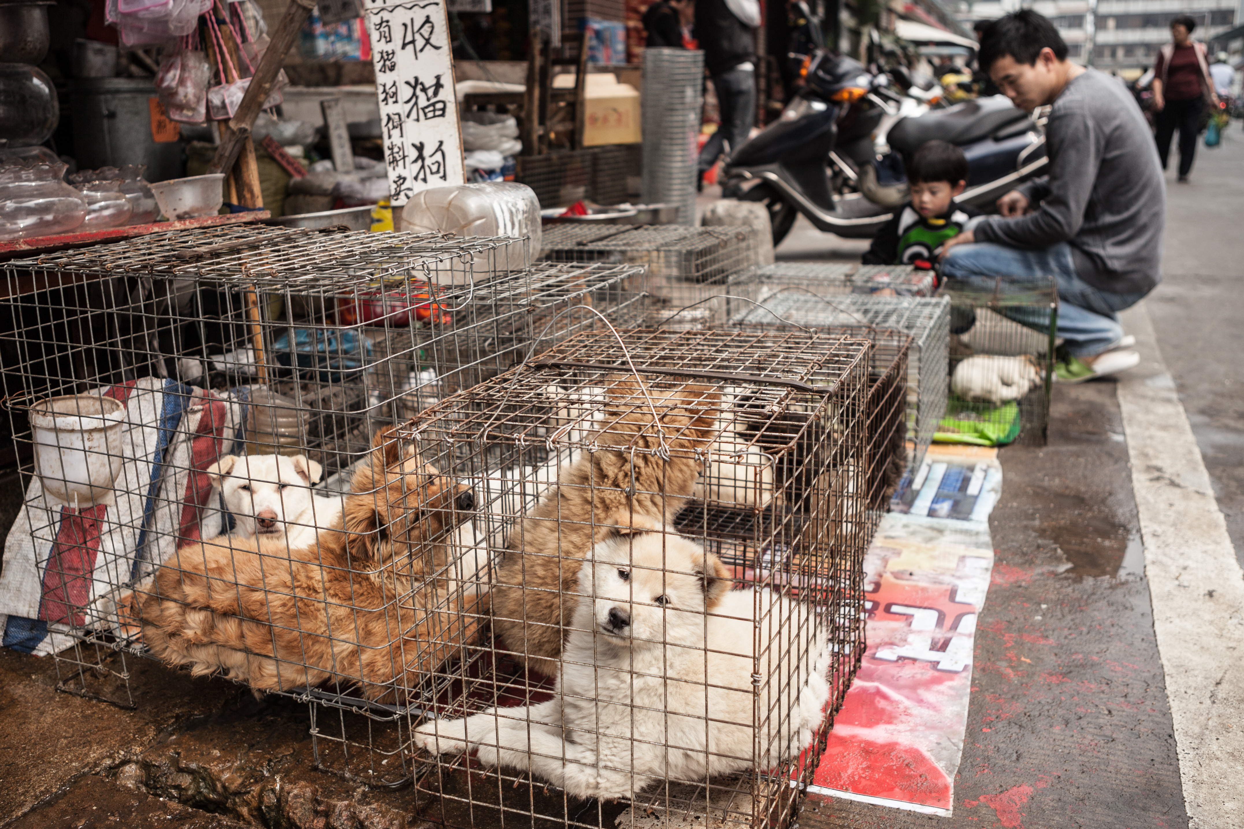 Did HSUS Let Dogs Suffer in China? HumaneWatch