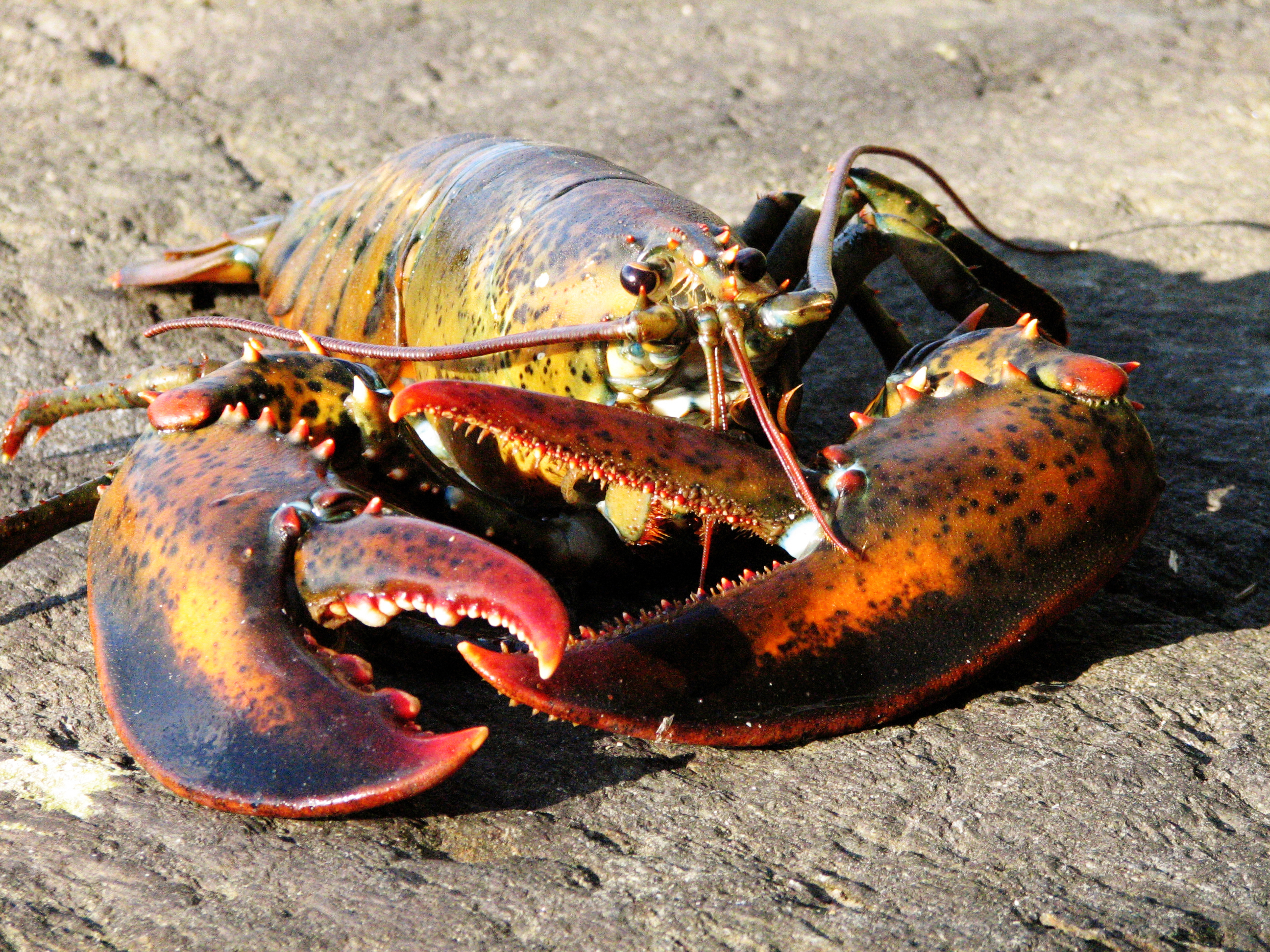 Will HSUS Campaign Against Eating Lobster? - HumaneWatch