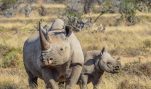 This Could Save Rhinos—Yet HSUS Wants to Criminalize It