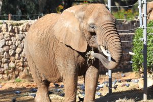 Animal Lawyers Sue Bronx Zoo to “Liberate” Elephant