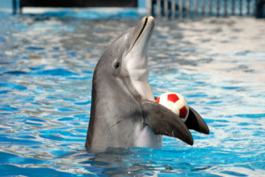 Humaniacs, Part 6: Activists Storm Dolphin Show, Ruin People’s Day