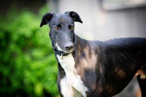 HSUS Shut Down Greyhound Racing in Florida. Now the Dogs Need Homes