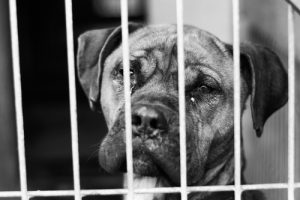 ASPCA Stonewalls Over 20 Dog Deaths