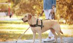 Why is HSUS Impeding Service Dog Training?