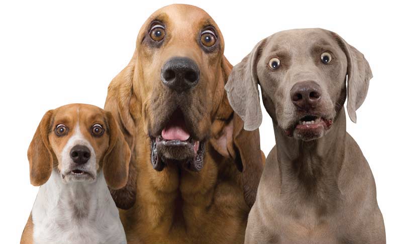 http://www.humanewatch.org/images/uploads/HW_dogs_surprised.jpg