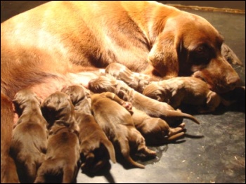 define puppy mill humanewatch let s play find the puppy mill define puppy mill humanewatch let s play find the puppy mill